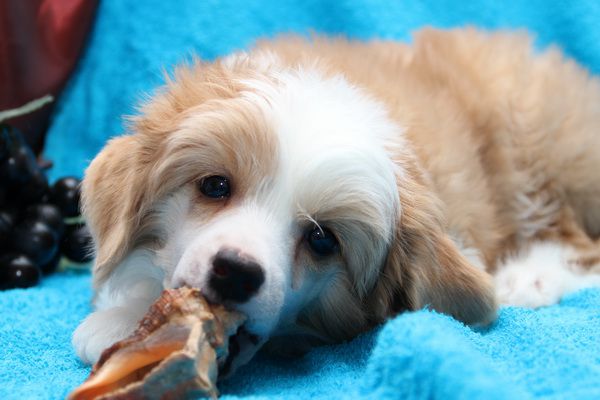 Edel'veis Iz Strani Cvetov