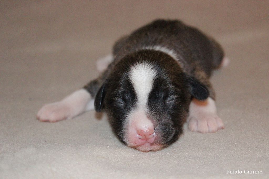 Pikalo Canine's Everlasting