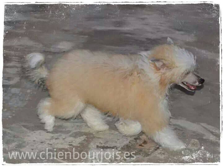 Magnum de le Chien Bourjois