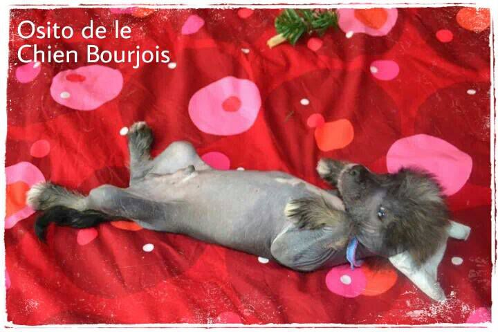 Osito de le Chien Bourjois