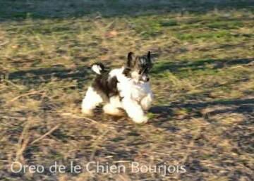 Oreo de le Chien Bourjois