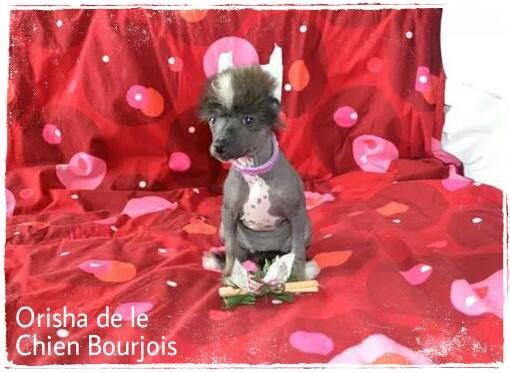 Orisha de le Chien Bourjois