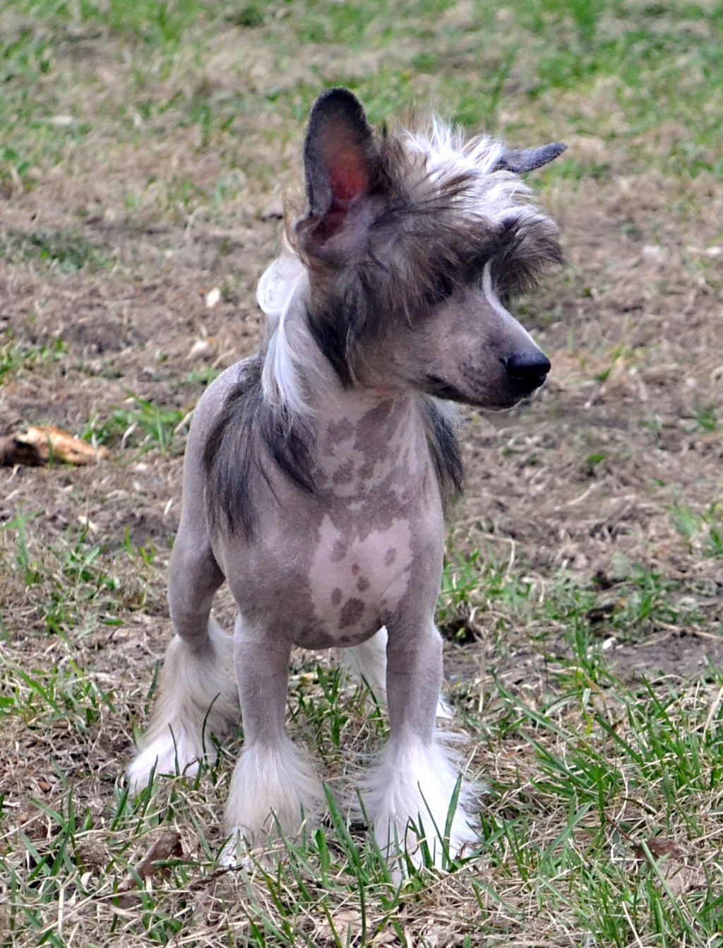 Alfa Laval Navy Blue