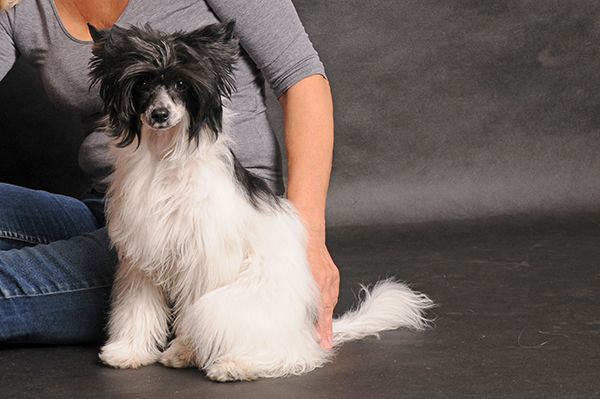 Apokalipsa  Zaczarowany Flet