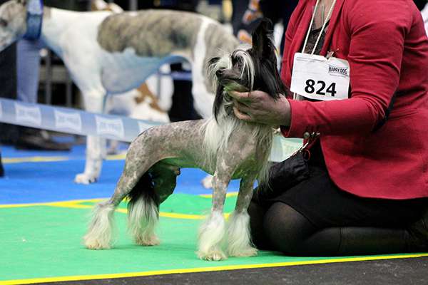 Amigo  Zaczarowany.Flet