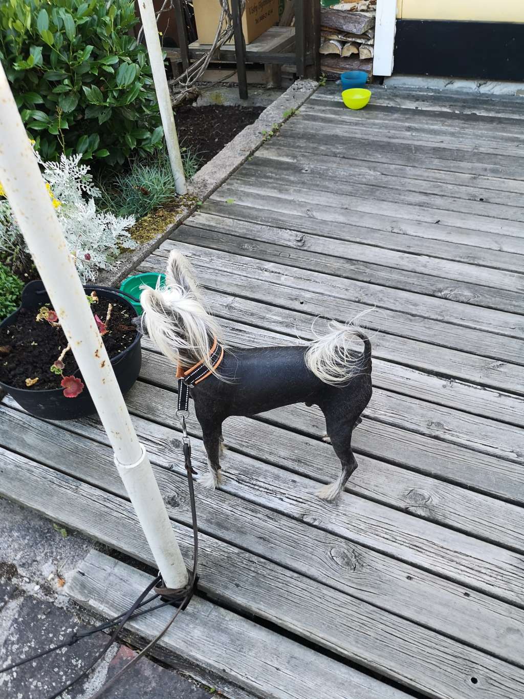 Mini Star's Alice Cooper