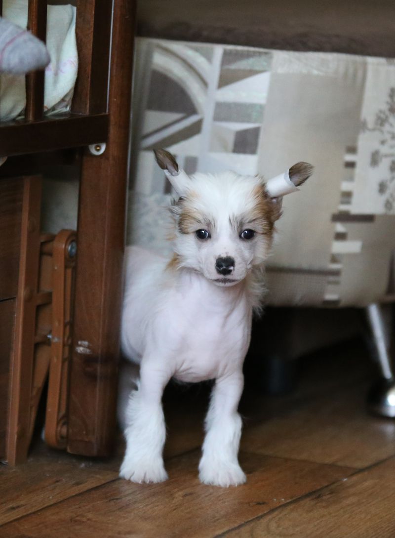 Alfa Laval luxurious boy