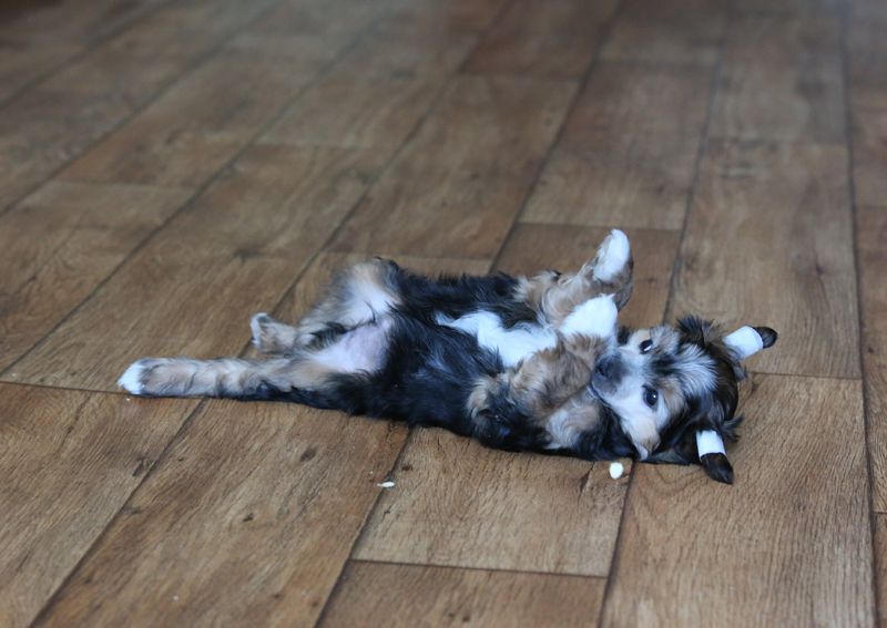 Alfa Laval  legendary beauty