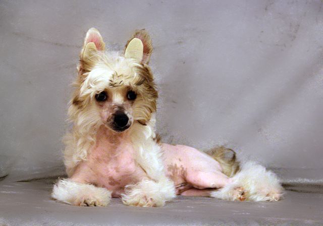 Happy Ren Iv Sen Loran