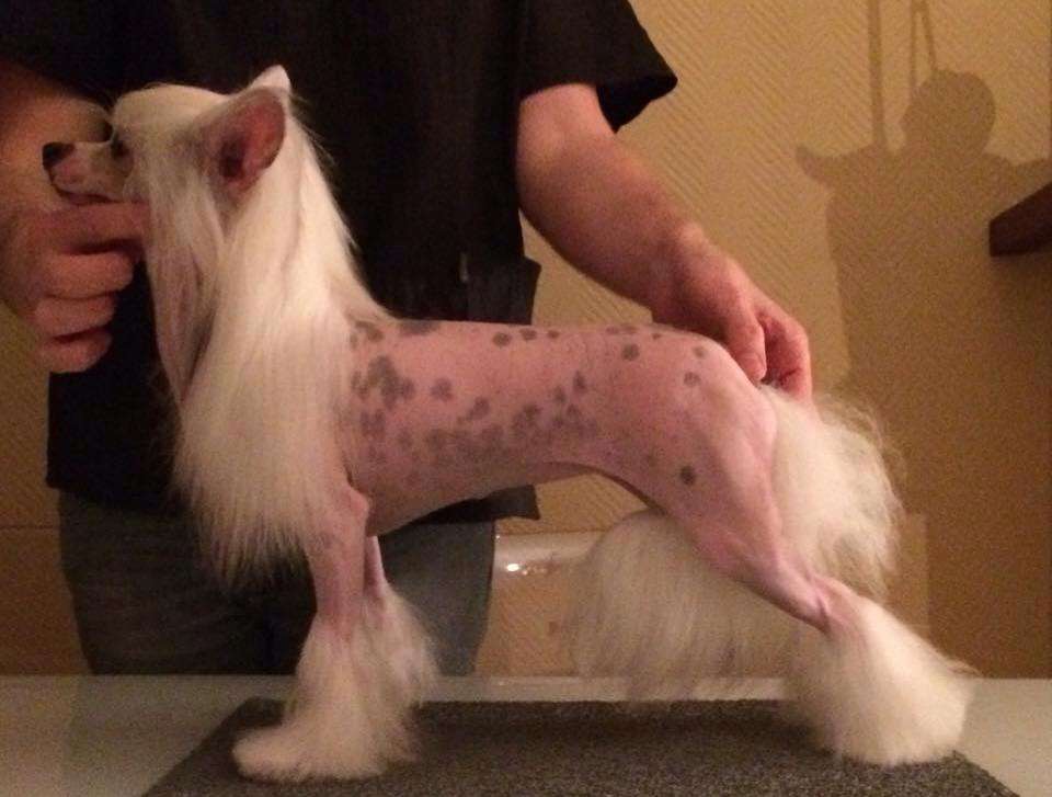 Niagara Born to Be the Best