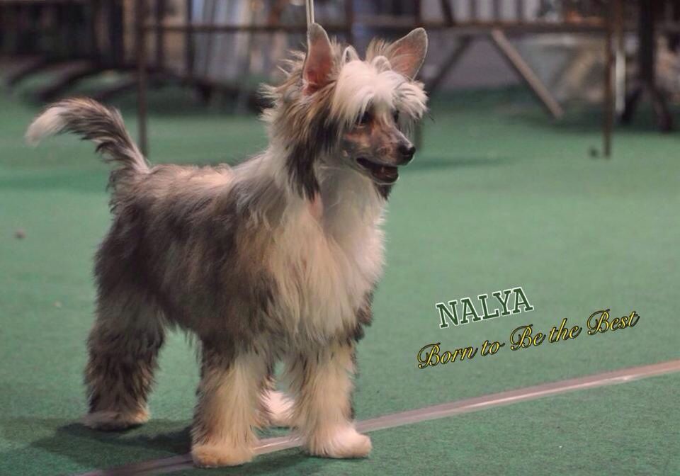 CH Nalya Born to Be the Best