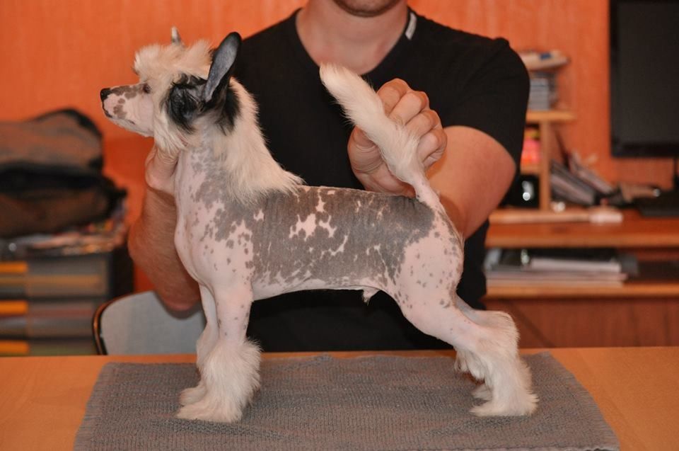 Newton Born to Be the Best