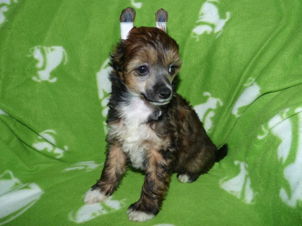 Inci z Pulnocního dvora