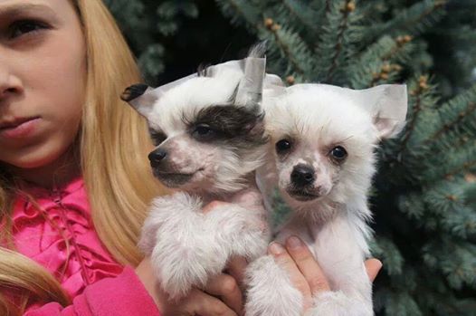 Freya de L'Essence de Mon Tout