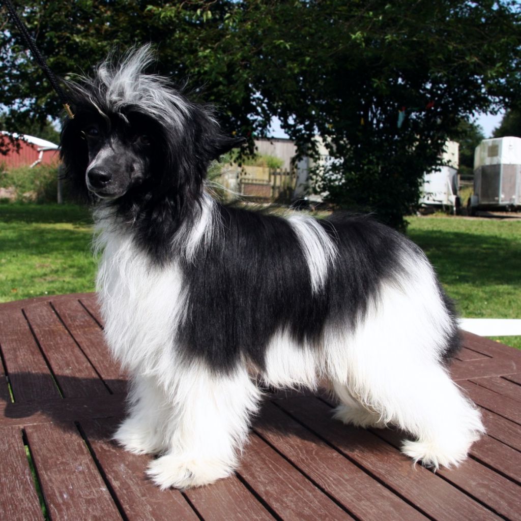 Be My Dog's Mr Blameless