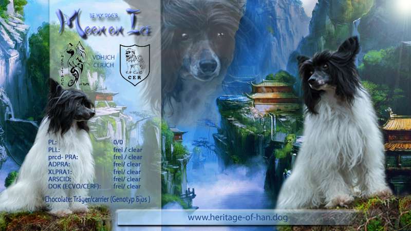 Be My Dog's Moon On Ice