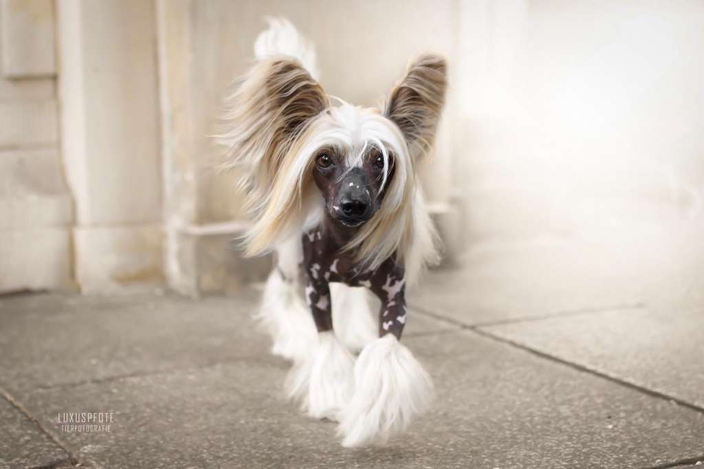 Multi BOB&JBOB Winner, Multi/Grand JCH, Multi/Gran