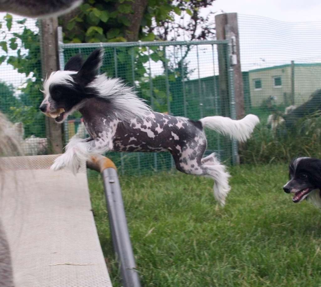 Be My Dog's Maid Of Lipstick