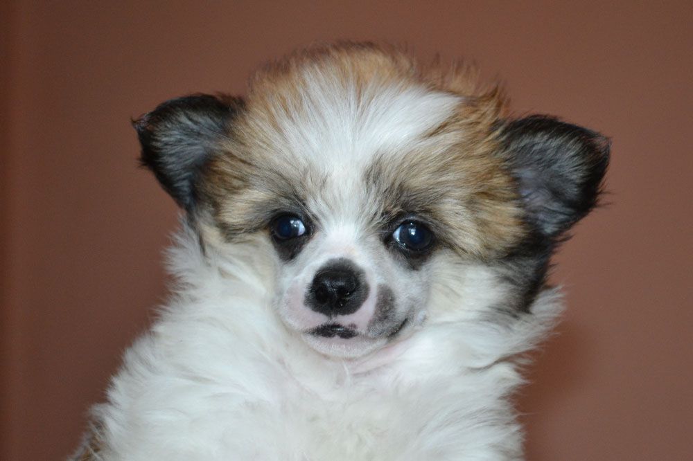 Vellar Pljus Pa Nira