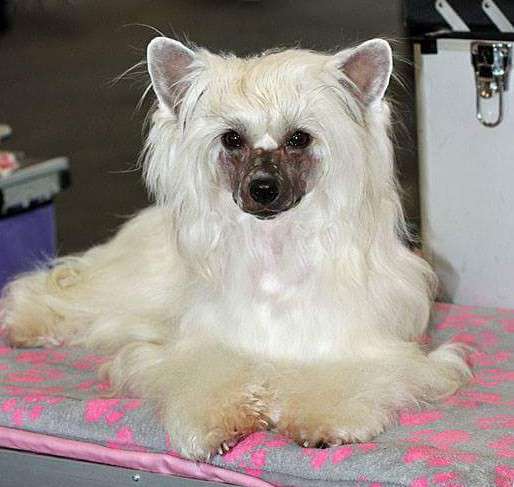 In My Dreams von Shinbashi