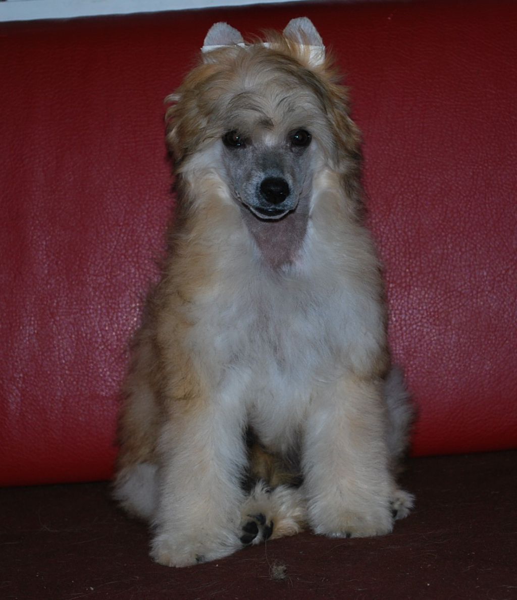 Little Dog Of Dream Just a Coquette