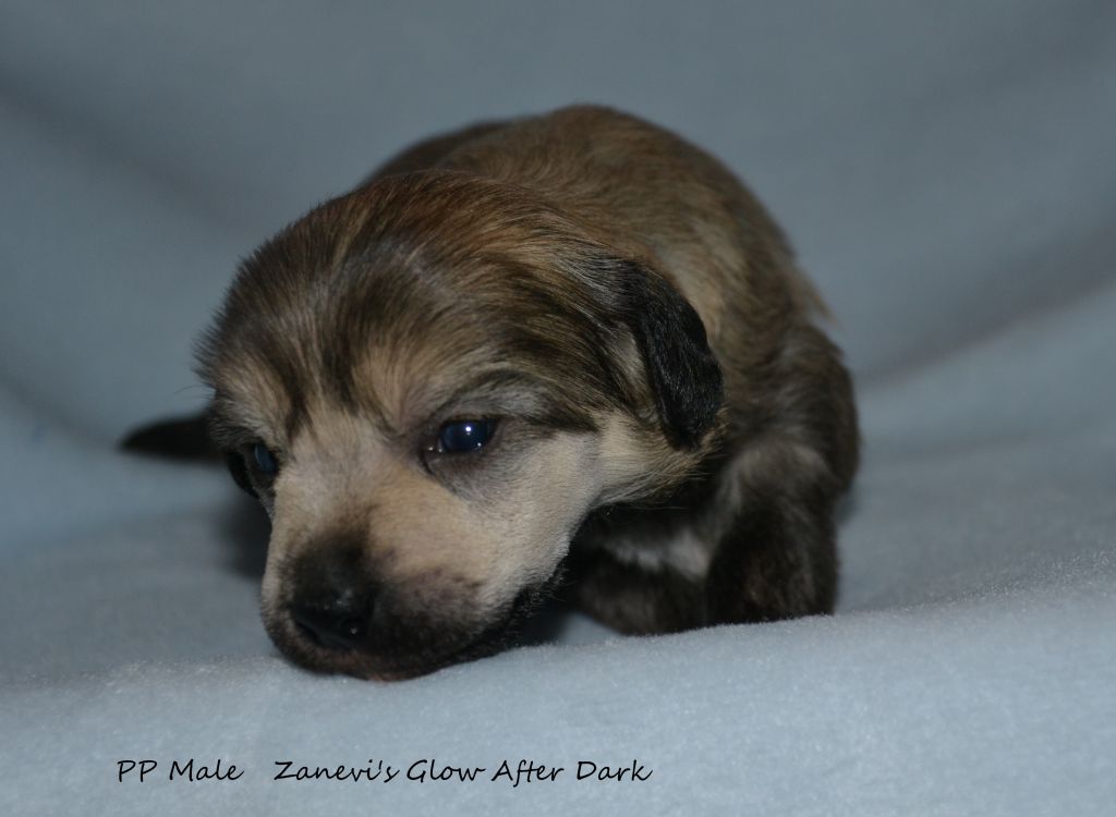 Zanevi's Glow After Dark