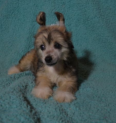 Ognenny Lotos Ebigal'