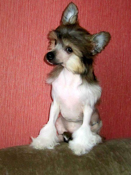 Ognenny Lotos Charm De Pari