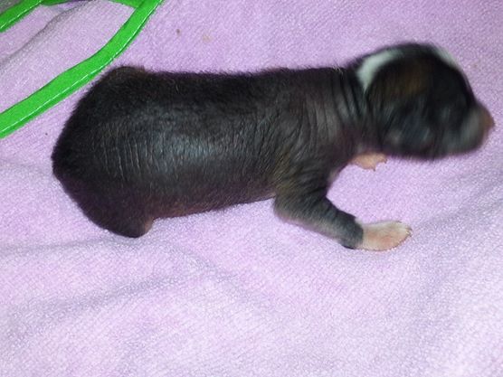 Angel's Dark Shadow di Fior Di Mondo