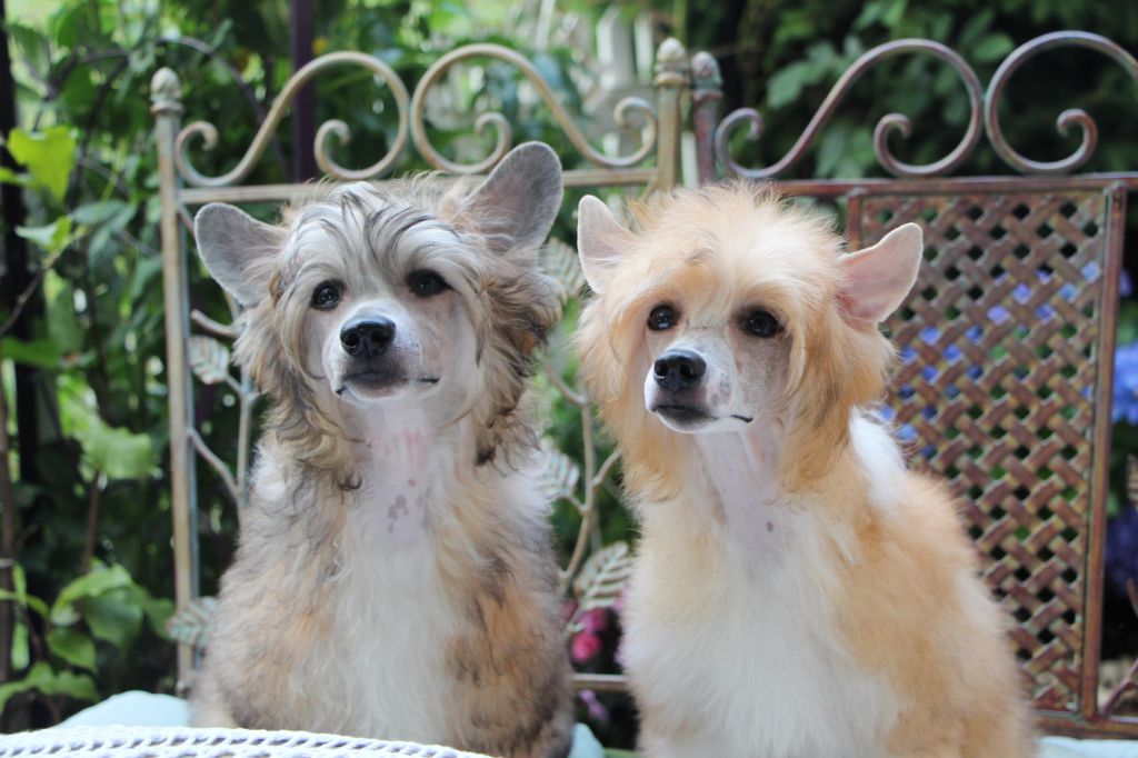 Brian Hard As A Rock