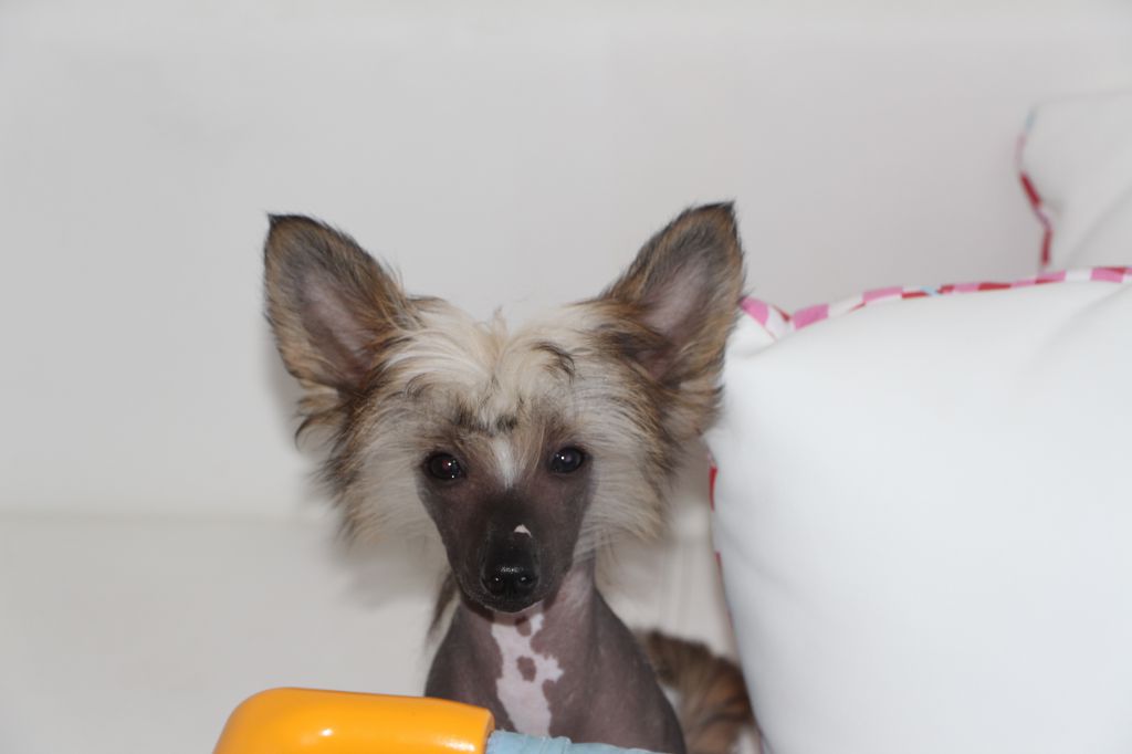 Bebe Lu Rock and Roll Train