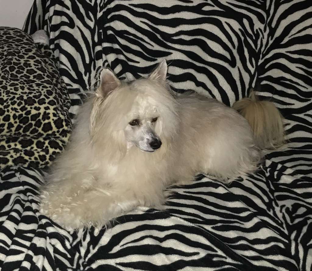 Hadad Dio della Pioggia Di Casa Megi