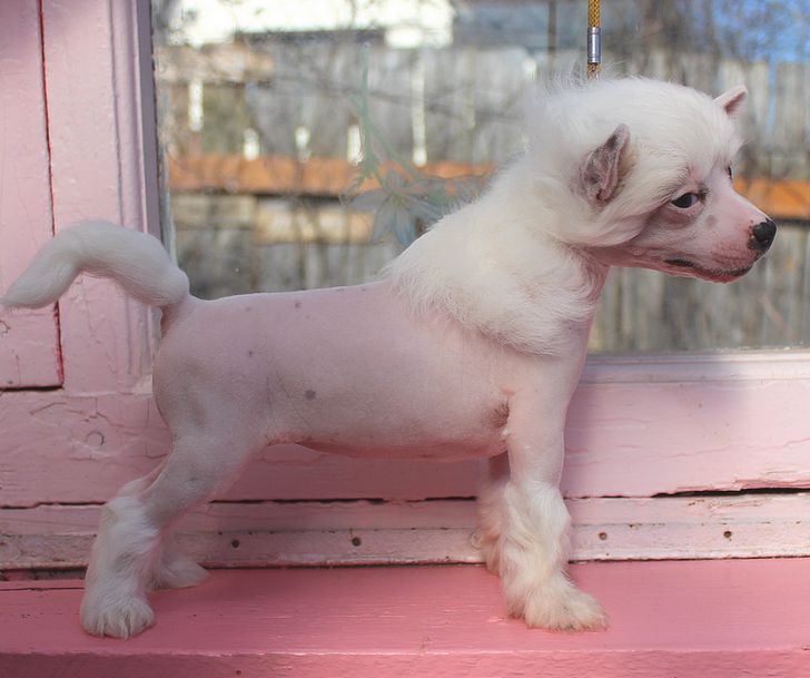 Angel O' Check  Salsa