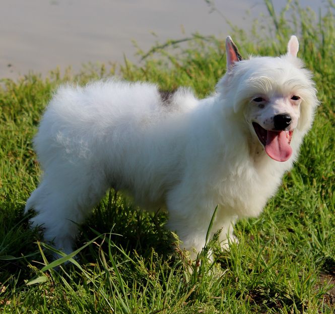 Angel O' Check  Secret