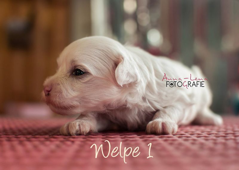 Little Rehma's Bonito