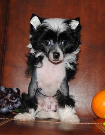 Sapfir iz Tsarskogo Sela Ultimatum