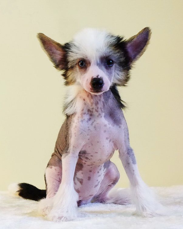 Romina Perfetto Amico