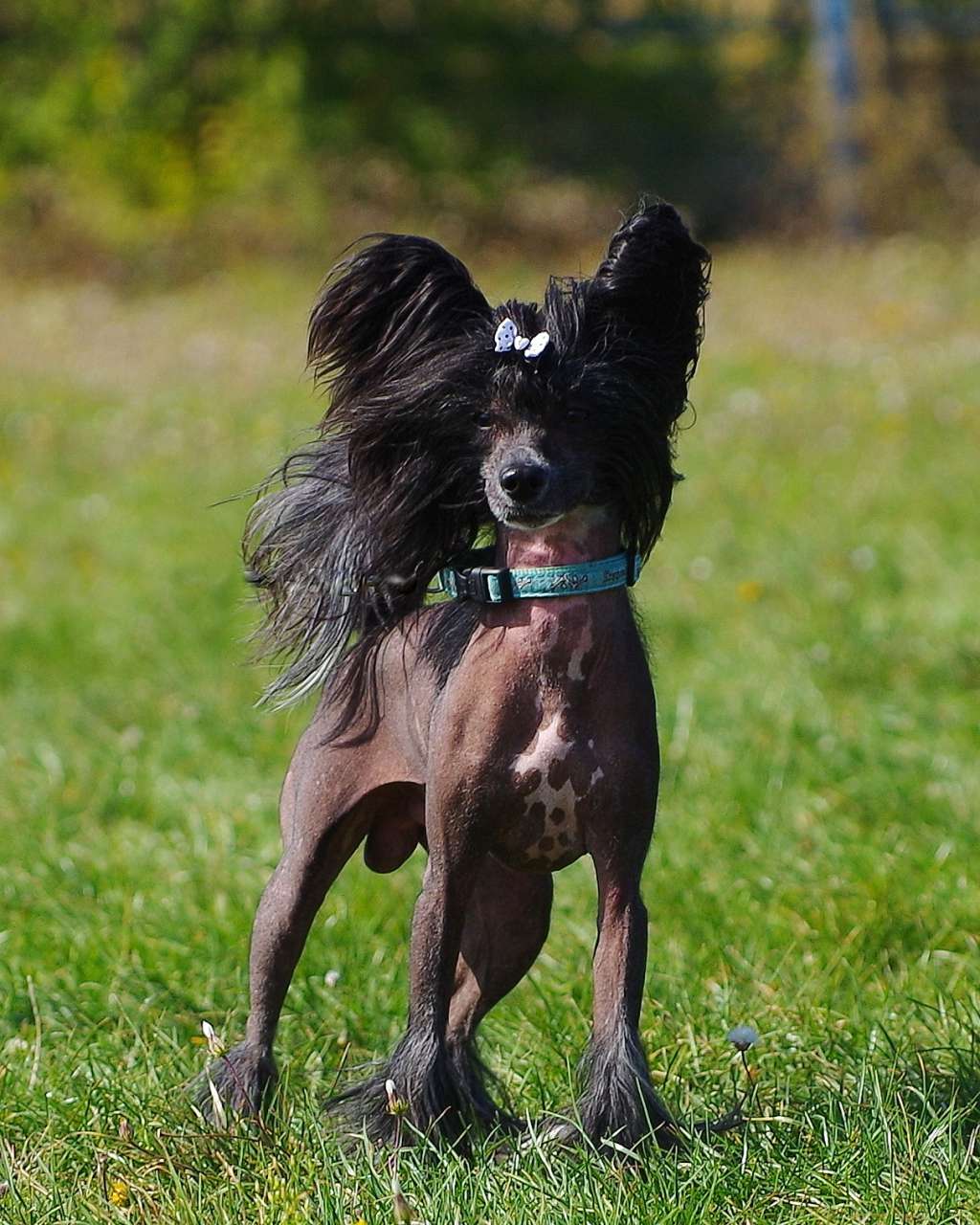 Raffaele Perfetto Amico