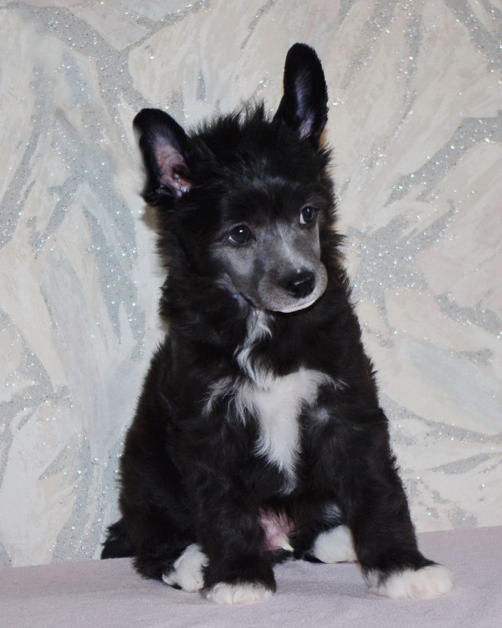 Rocco Perfetto Amico