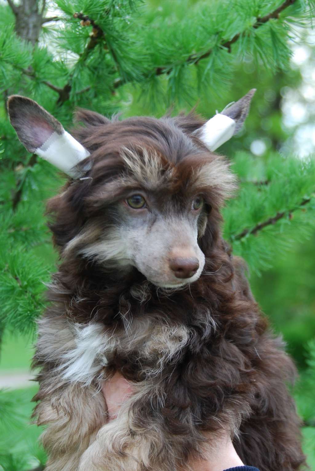 Perl Magic Indiana Jones