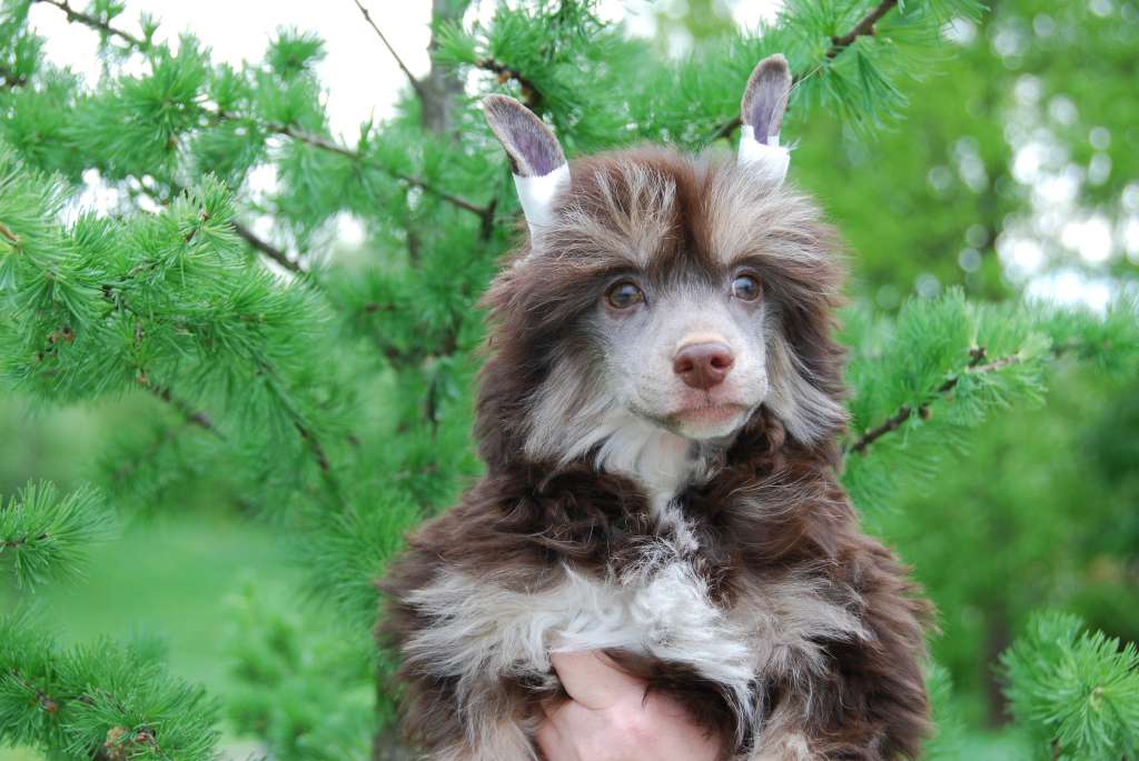 Perl Magic Illusion Show