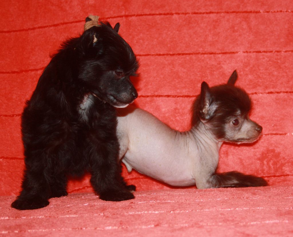 Charuyuschiy Soblazn Denuine Love