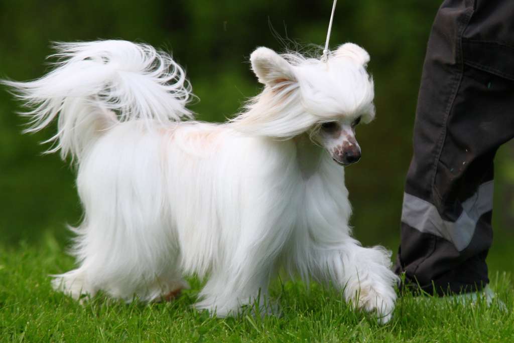 Lunacrest Chicks Dig It