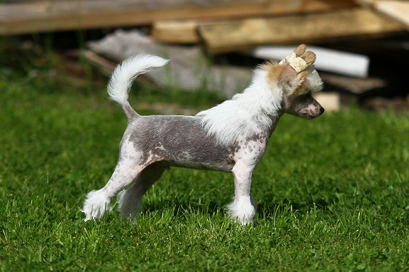 Lunacrest Kilt Lifter