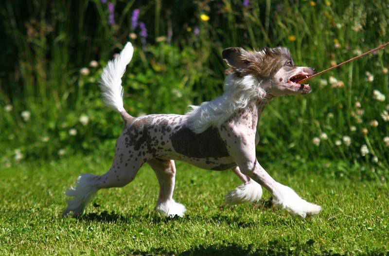 Lunacrest Midday Skinny Dip