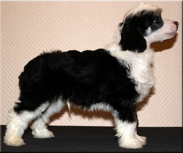 Marachinos Scoby Djob