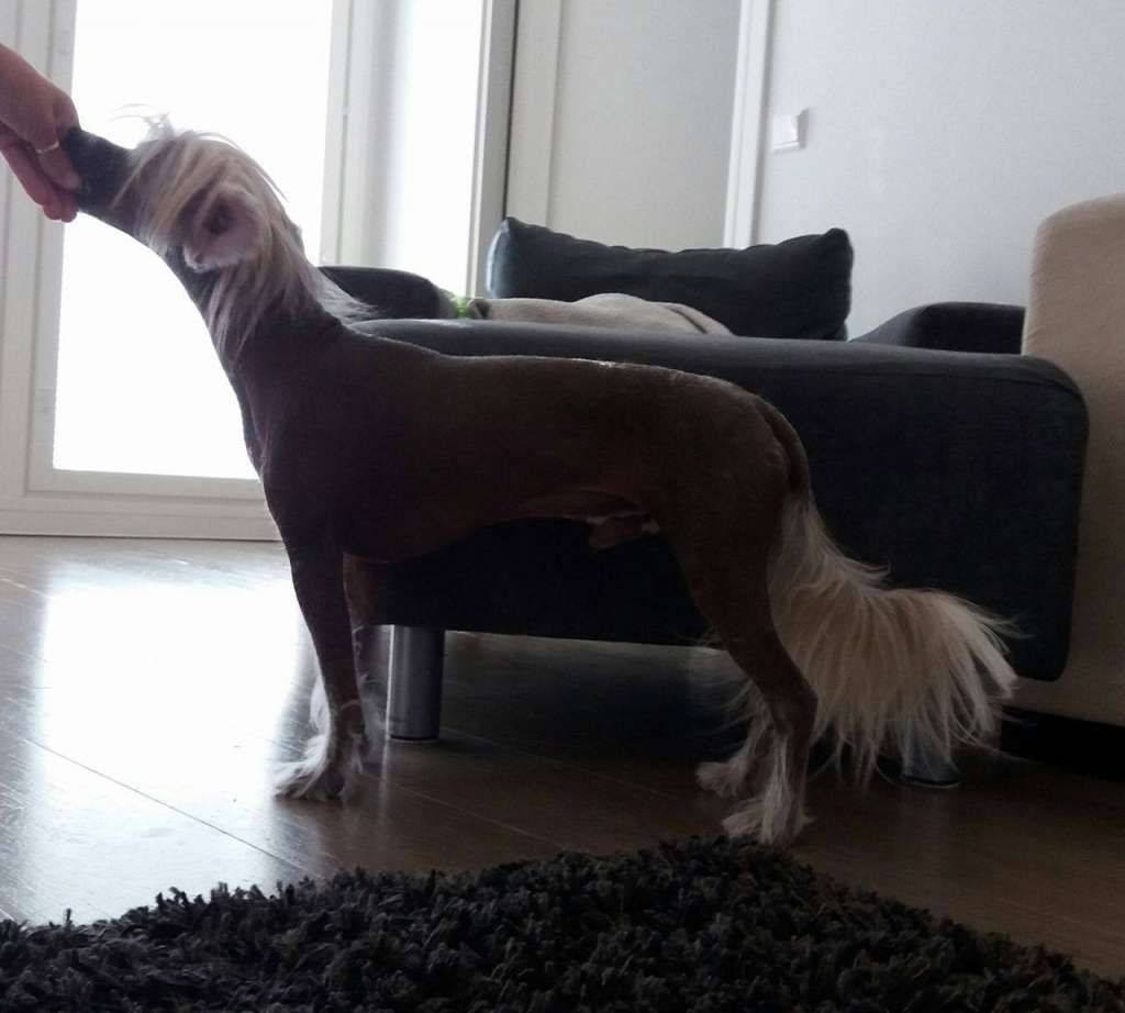 Windy Willow's Fly Like An Eagle