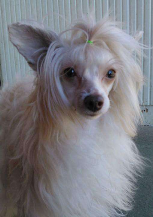 Windy Willow's Flying Colours