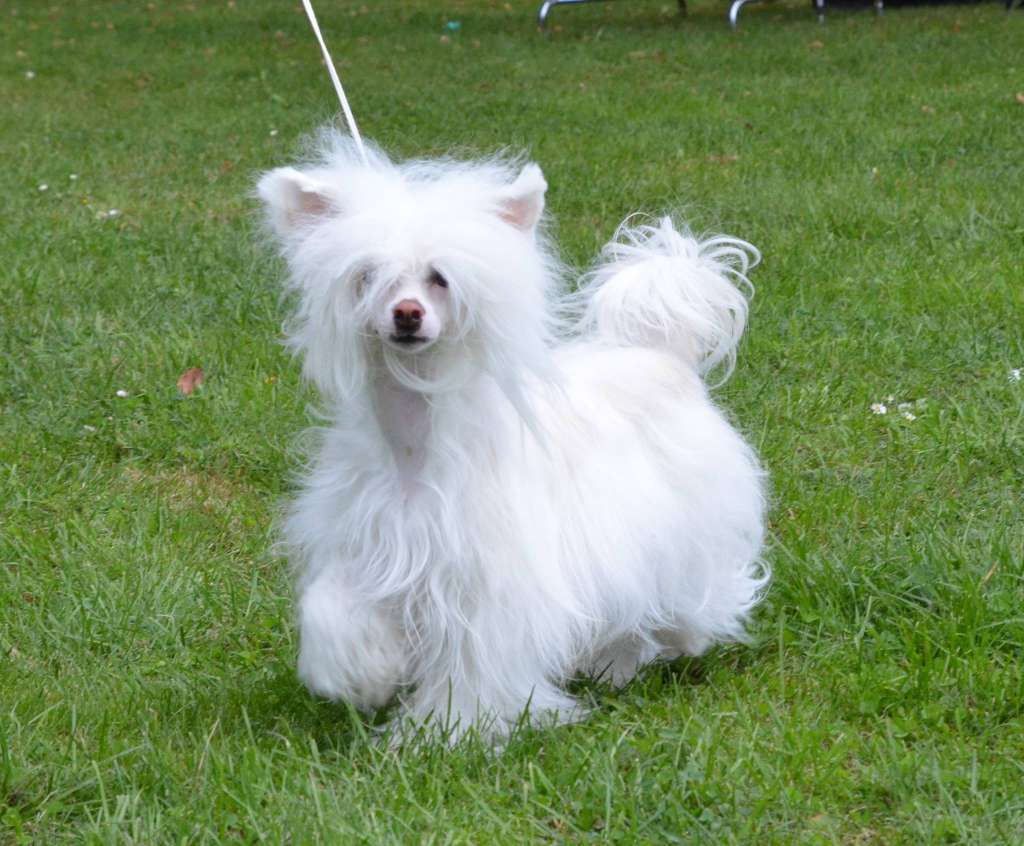 Windy Willow's Elf Maiden Luthien