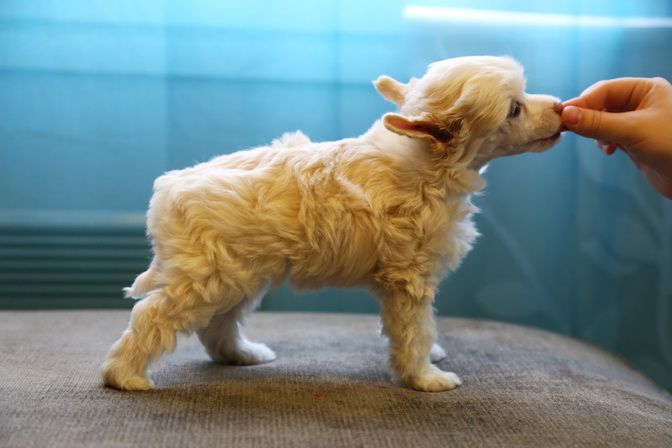 Windy Willow's Elwing the White